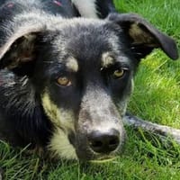 INKY-nette, wunderschöne J.-Hündin,58 cm, Hündin zur Adoption