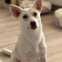 Daizy, Hündin zur Adoption
