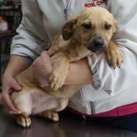 Reina❤, Hündin zur Adoption