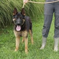 Jovi ❤, Hund zur Adoption