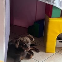 Assen, Hund zur Adoption