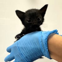 Kora, kotka do adopcji