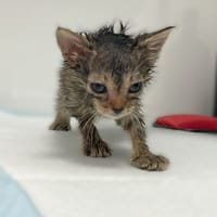 Rosa, kotka do adopcji
