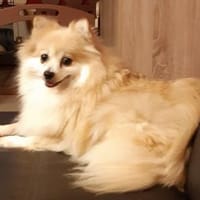 Conny in 27478 Cuxhaven #, Hündin zur Adoption