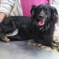 Strapach  ❤, Hündin zur Adoption