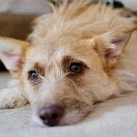 Kiki - die liebe Grinsemaus, Hündin zur Adoption
