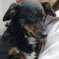 Tabita❤, Hündin zur Adoption