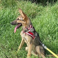 Bella lieber Welpe sucht Sie Ho, Hündin zur Adoption