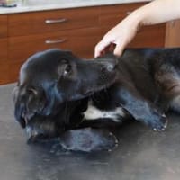 Liza ❤, Hündin zur Adoption