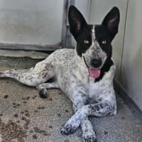 Stella ist in der Tierherberge Donzdorf, Hündin zur Adoption