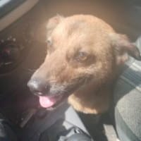 Roger/Bobi 36 cm (Pflegestelle), Hund zur Adoption