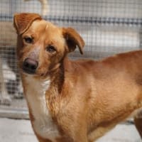 Gerbino ist in der Tierherberge Donzdorf, Hund zur Adoption