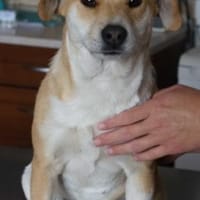 Mia ❤, Hündin zur Adoption