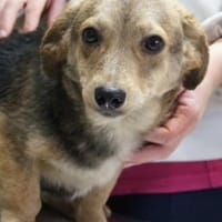 Tony❤, Hund zur Adoption