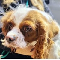 Lexi in 47877 Willich, Hündin zur Adoption