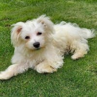 Sunny in 27478 Cuxhaven #, Hund zur Adoption