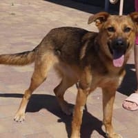 Nana ❤, Hündin zur Adoption