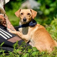 Hetti ❤, Hündin zur Adoption
