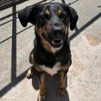 Armando ist in der Tierherberge Donzdorf, Hund zur Adoption
