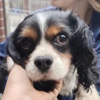 Lenny in 60433 Frankfurt, Hund zur Adoption