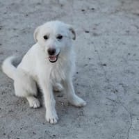 Kleine Emma - Ein Herz auf vier Pfoten, Hündin zur Adoption