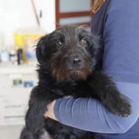 Linda ❤, Hündin zur Adoption