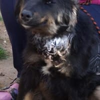Maci ❤, Hund zur Adoption