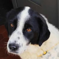 Mila, Hündin zur Adoption
