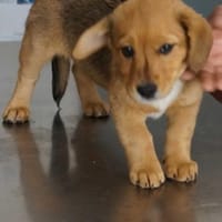 Nelly ❤, Hündin zur Adoption
