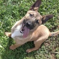 LITTLE JOE - ein Junghund zum Verlieben, Hund zur Adoption