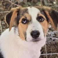 Yuna, Hündin zur Adoption