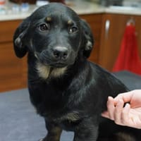 Maren, ❤, Hündin zur Adoption