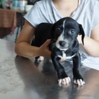 Shakira ❤, Hündin zur Adoption
