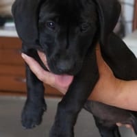 Naruro ❤, Hund zur Adoption