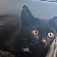 Lena [Chaton], chatte à adopter
