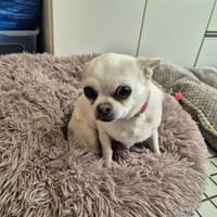 GUCCI, chien à adopter