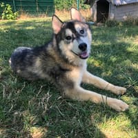LENY, chien à adopter