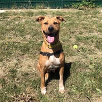 KELLY, chienne à adopter