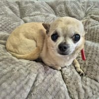 CHANEL, chienne à adopter