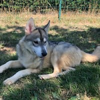BUZZ, chien à adopter
