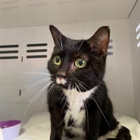 PATCH, chatte à adopter