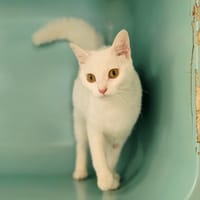 PÉPITE, chatte à adopter