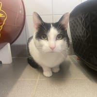 NILS, chat à adopter