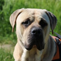 NASH HAA22809, chien à adopter