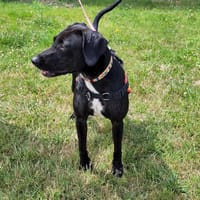 SHYVA, chienne à adopter