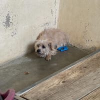 SMARTIES, chienne à adopter