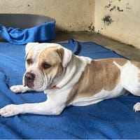 LOKY, chien à adopter