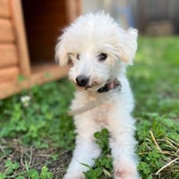 HELLIOT, chien à adopter