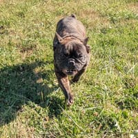 SHANNA, chienne à adopter
