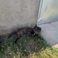SHANNA Réservée, chienne à adopter